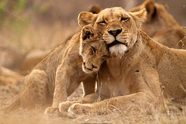 safari seekers